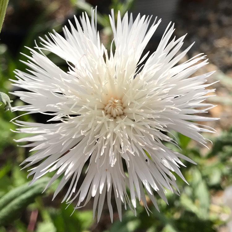 plant image 1140402