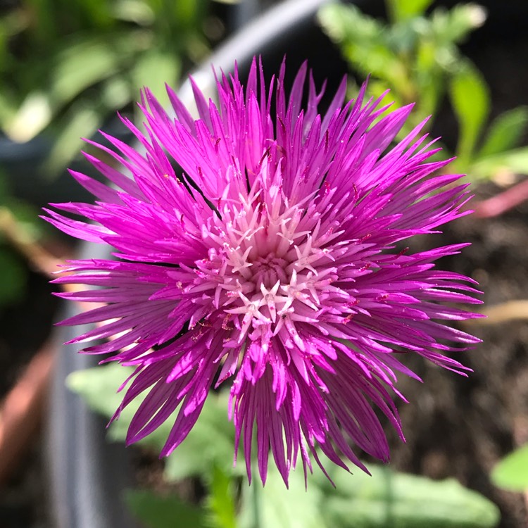 plant image 1141355