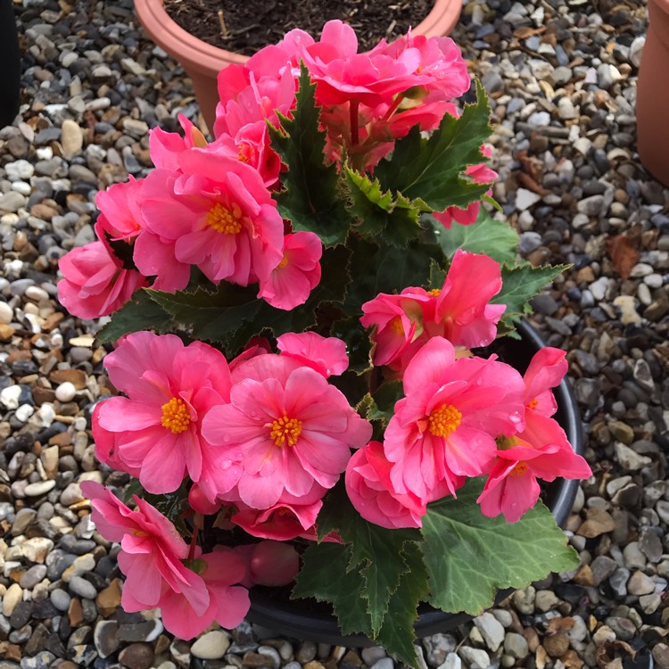 plant image 1141361