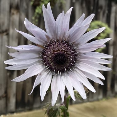 Berkheya purpurea