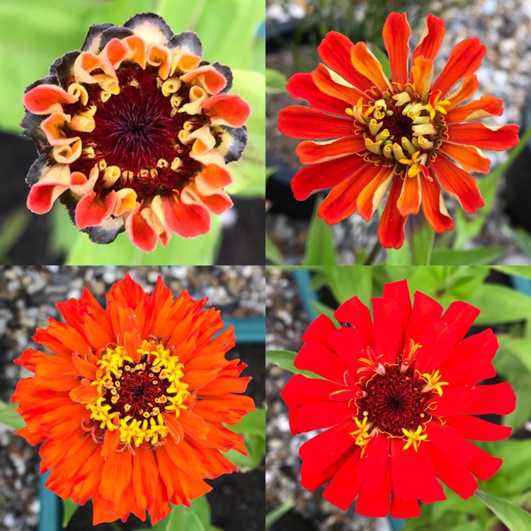 plant image 1147655