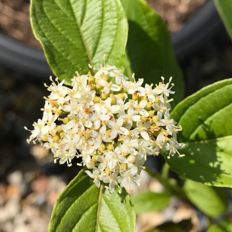 plant image 1150917 plant image 1150917
