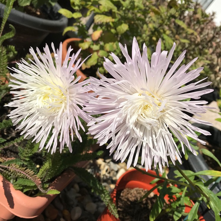 plant image 1152888 plant image 1152888