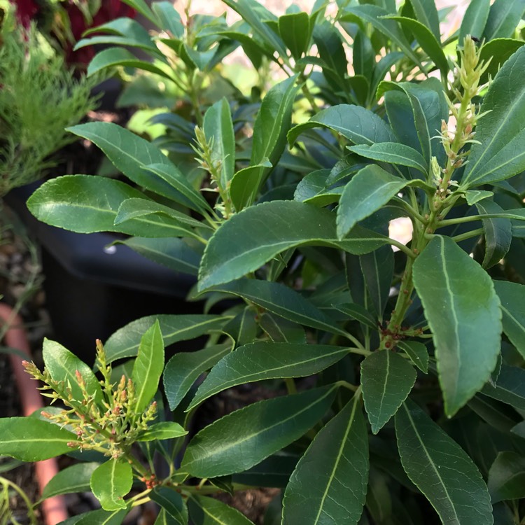 plant image 1152894