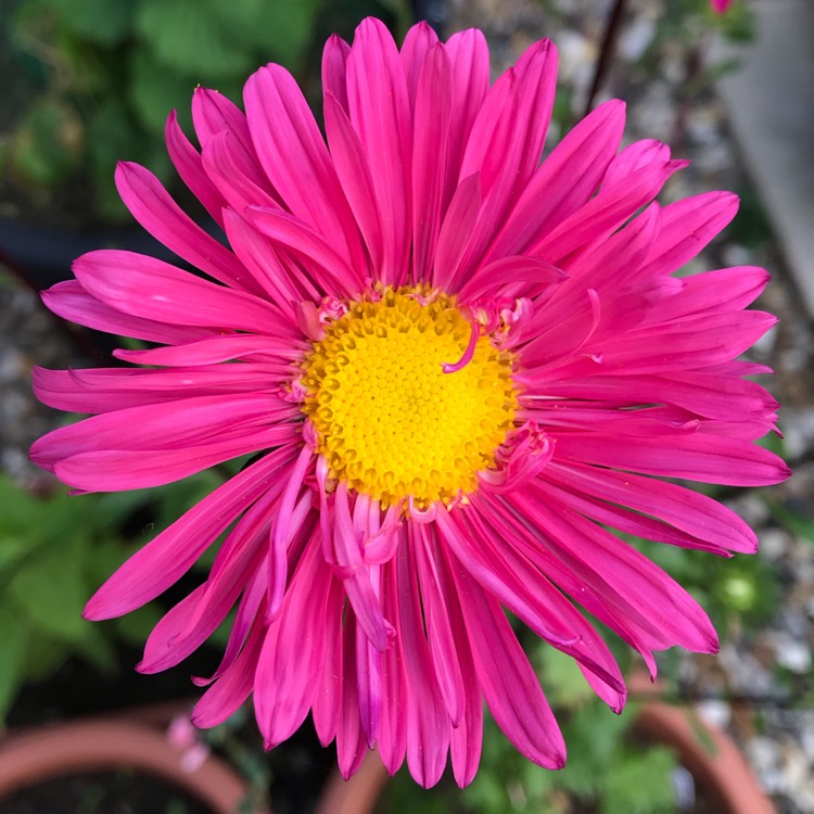 Callistephus chinensis 'Ostrich Feather Mixed', China Aster 'Ostrich ...