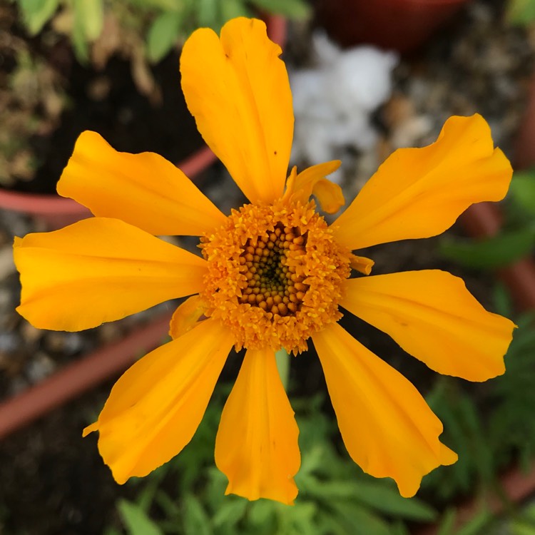 plant image 1155565 plant image 1155565
