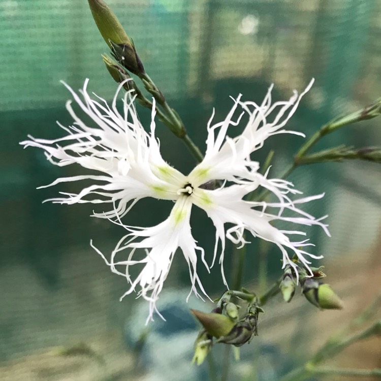 plant image 1155568 plant image 1155568