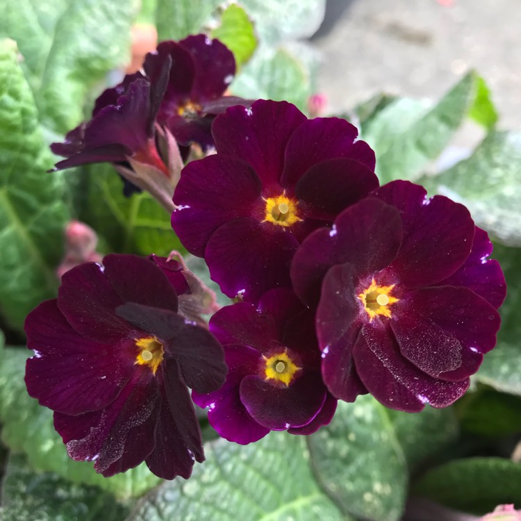 plant image 1156247