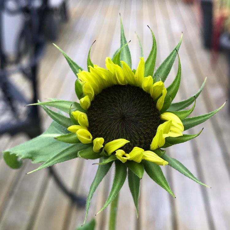 Plant image Helianthus annuus 'Italian White'