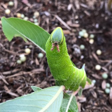 Salix gracilistyla 'Mount Aso'