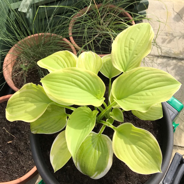 plant image 1161203