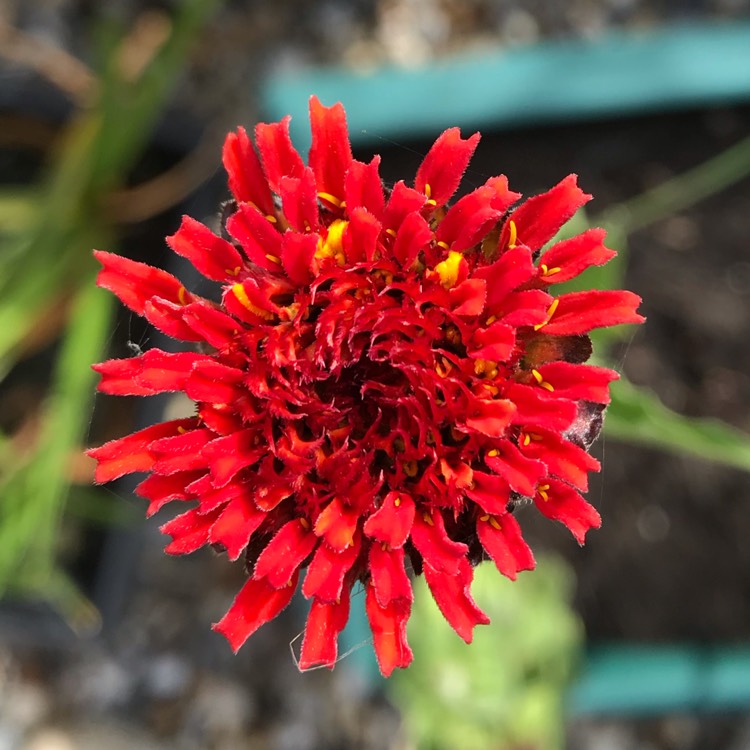 plant image 1162906