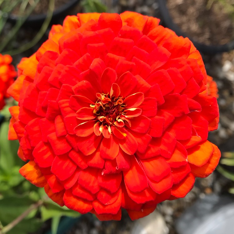 plant image 1162907
