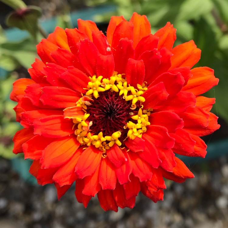 plant image 1162908