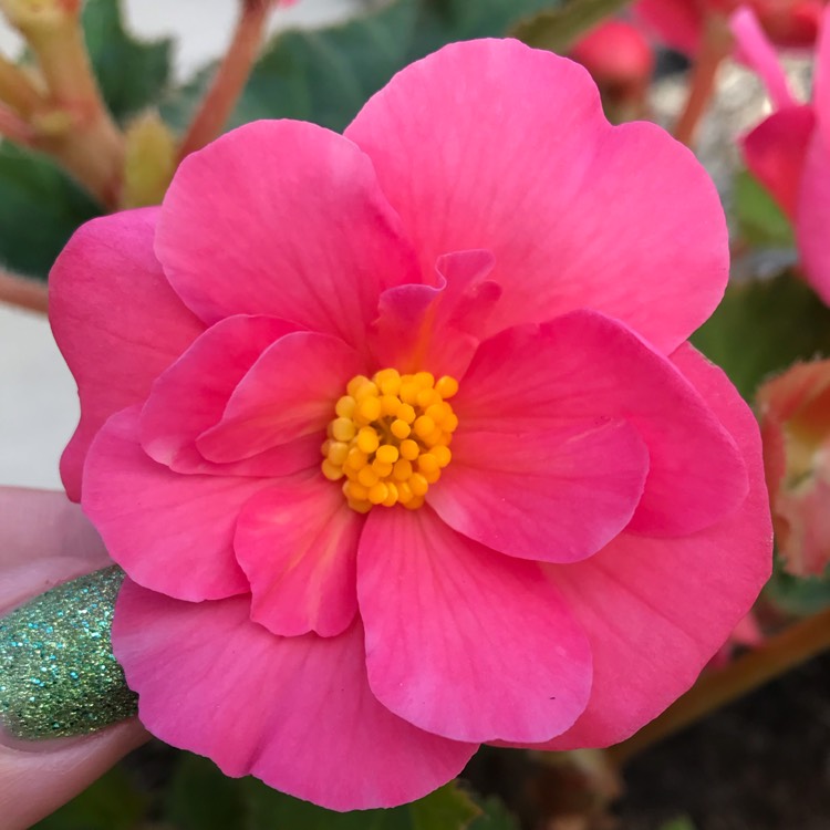 plant image 1162920