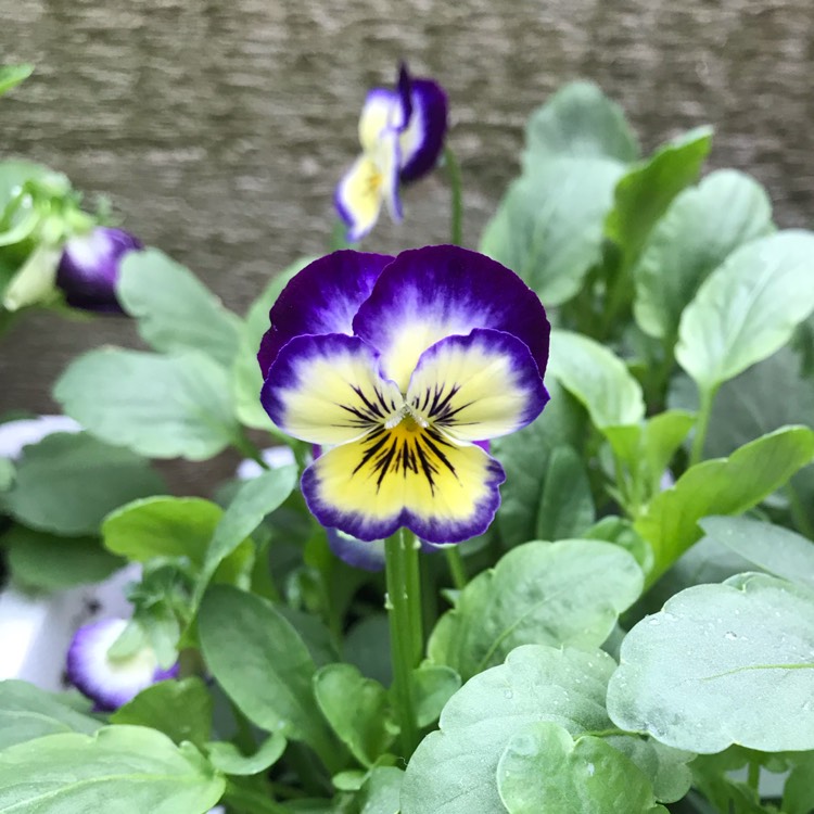 plant image 1163468