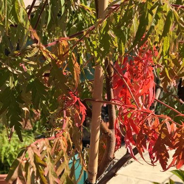 Rhus typhina 'Dissecta'