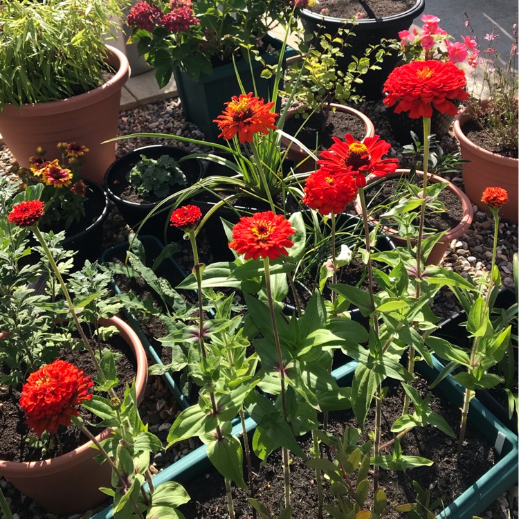 Plant image Zinnia elegans 'Orange King'