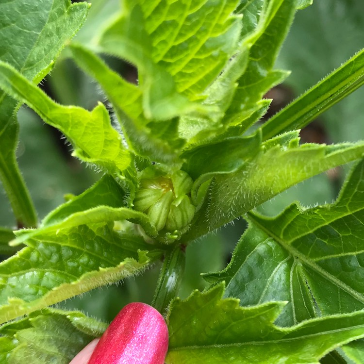 plant image 1178775