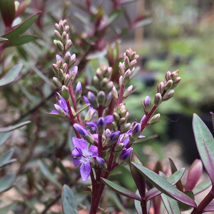plant image 1178780