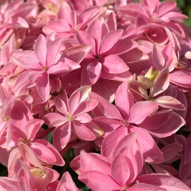 Hydrangea Double Dutch