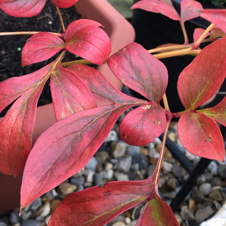 plant image 1183432