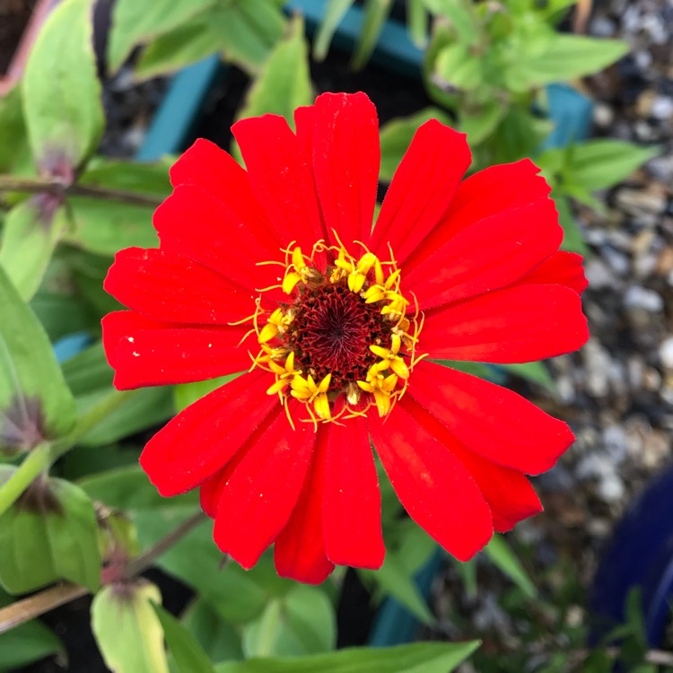 plant image 1188900