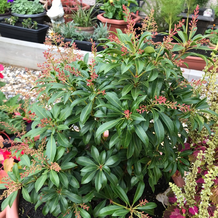 plant image 1188902