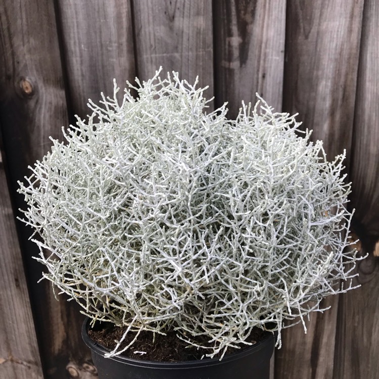 plant image 1189903