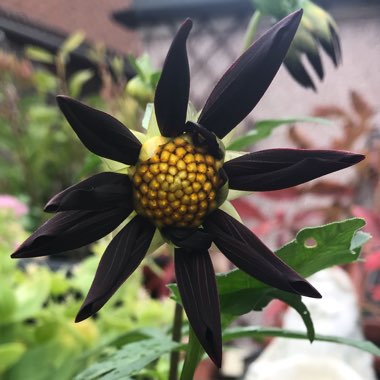 Dahlia 'Verrone's Obsidian'