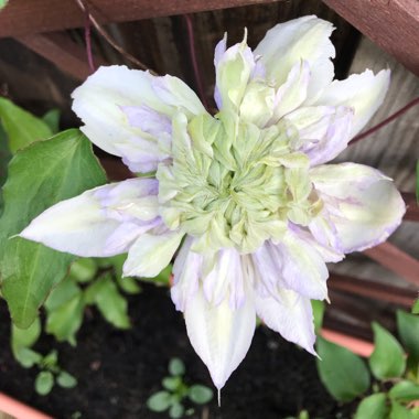 Clematis 'Diamantina'™ evipo039