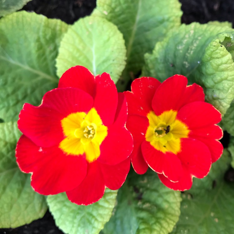 plant image 1193507