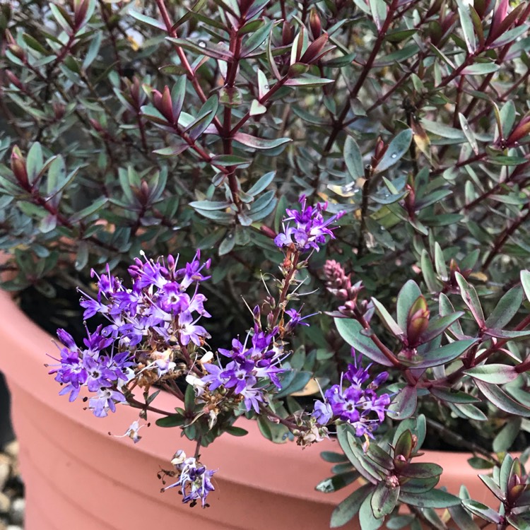 plant image 1198608