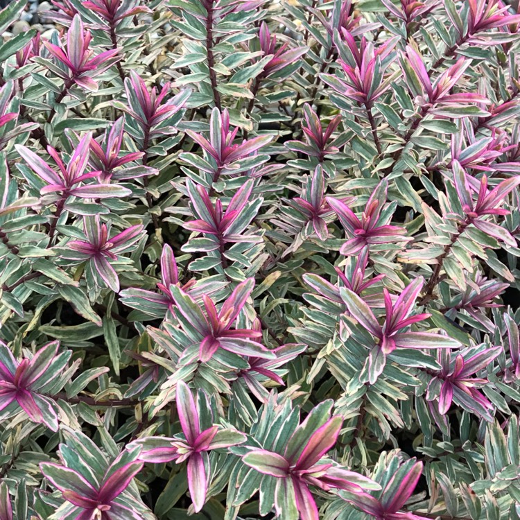 plant image 1199301 plant image 1199301