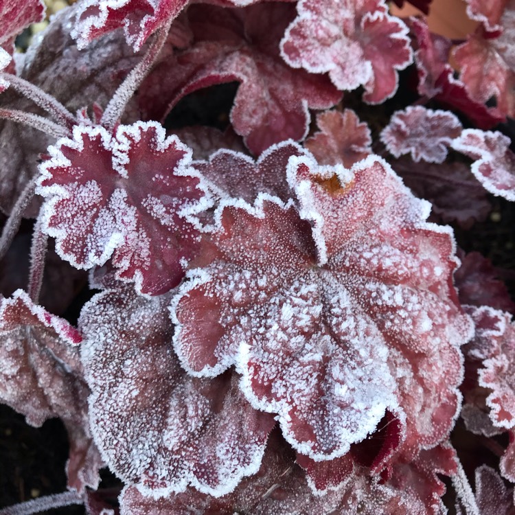 Plant image Heuchera 'Berry Smoothie'