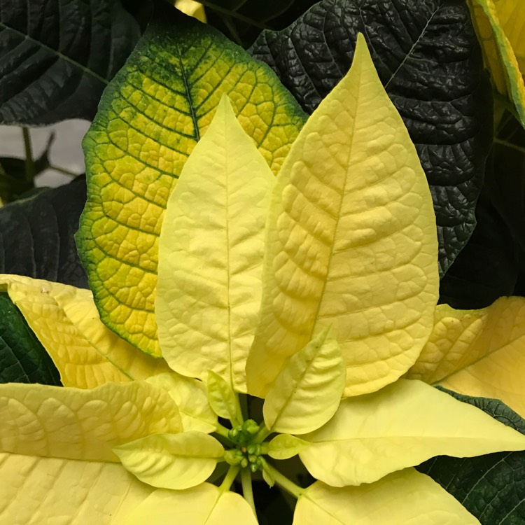 plant image 1207134 plant image 1207134