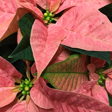 Euphorbia pulcherrima