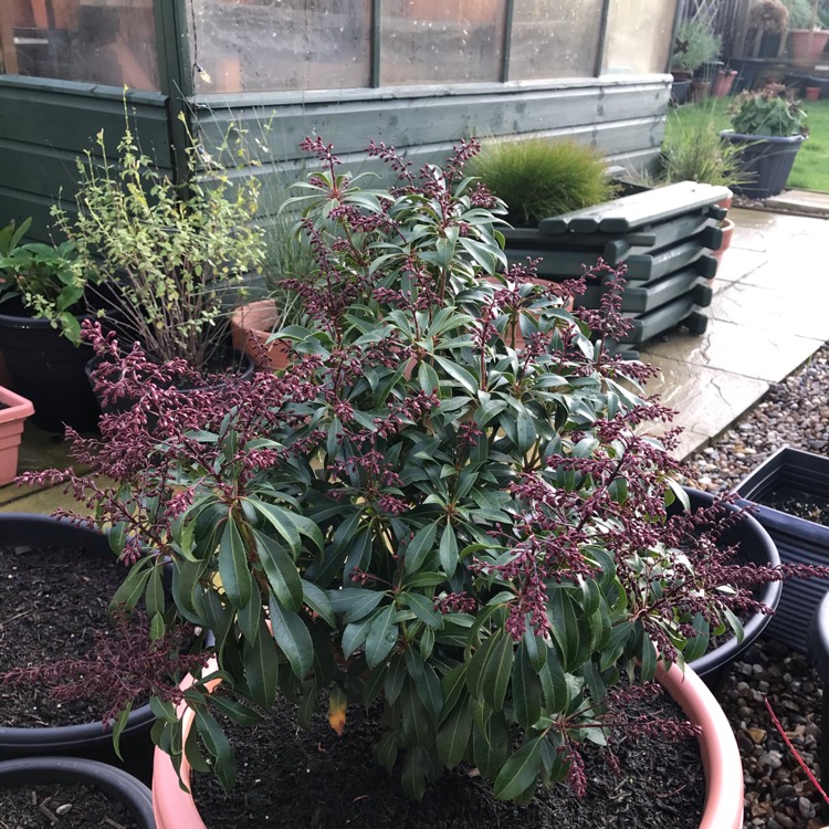 plant image 1211819