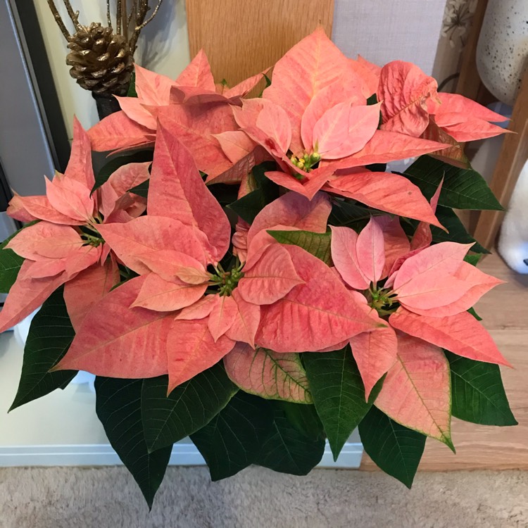 plant image 1213594