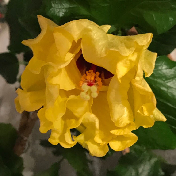 plant image 1213896 plant image 1213896