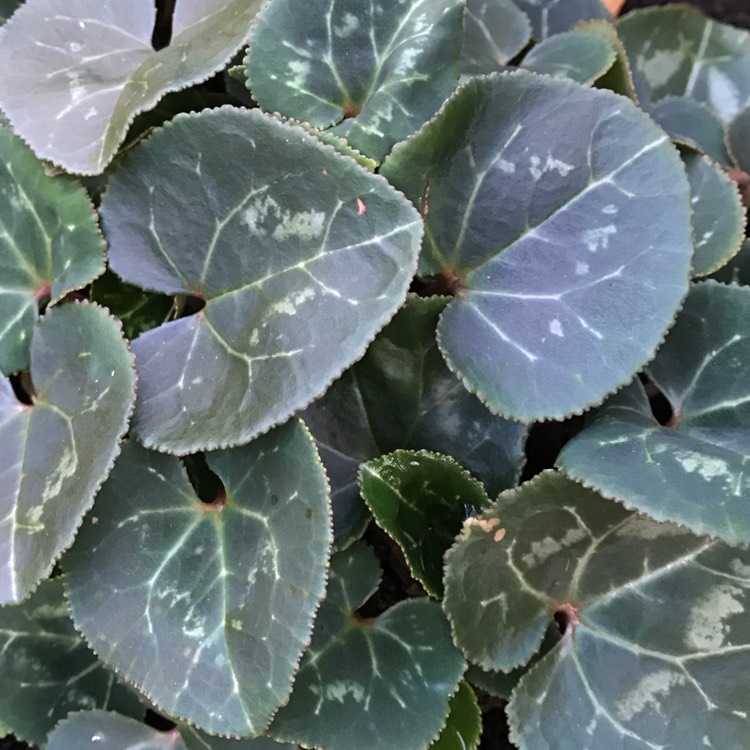 plant image 1214768