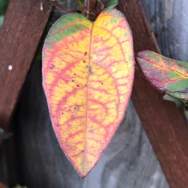 Lonicera japonica var. repens