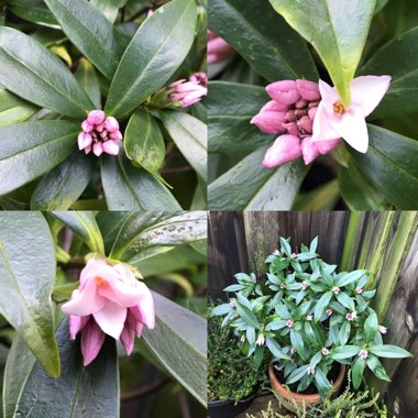 Daphne odora x bholua 'Perfume Princess'