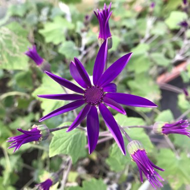 Pericallis x hybrida (Senetti Series)