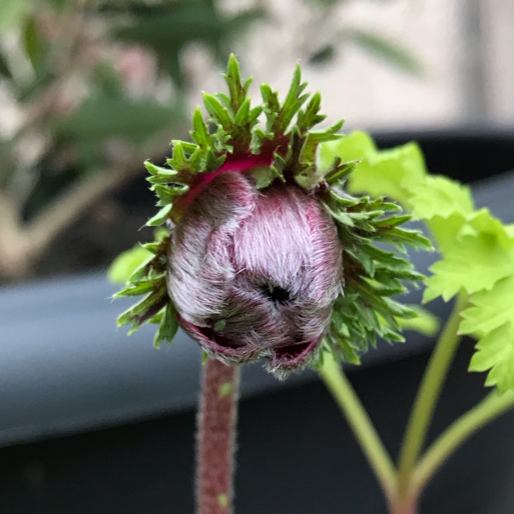 plant image 1219448 plant image 1219448