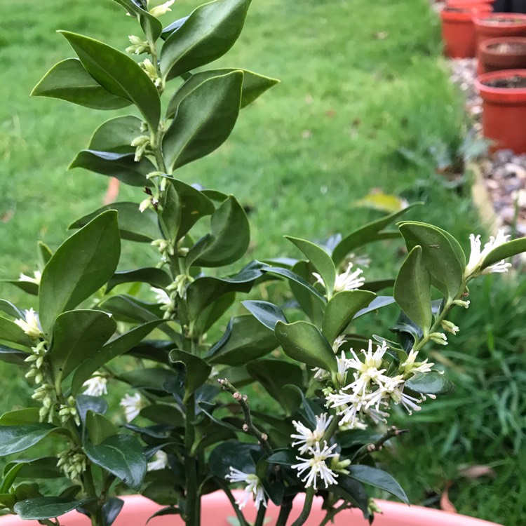 plant image 1219842