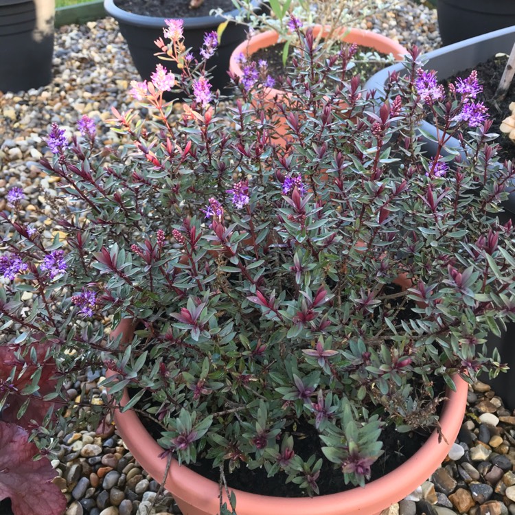 plant image 1220267