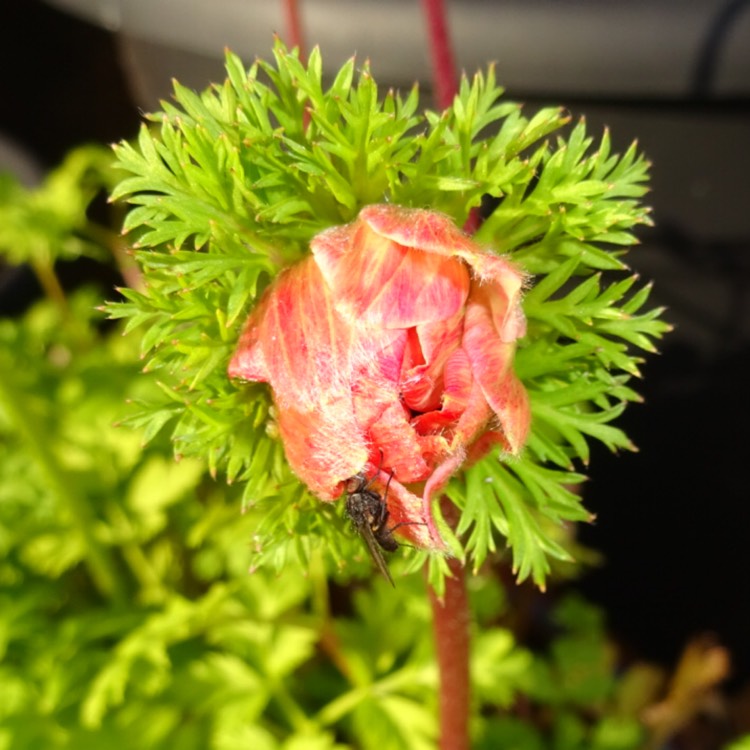 plant image 1225100 plant image 1225100