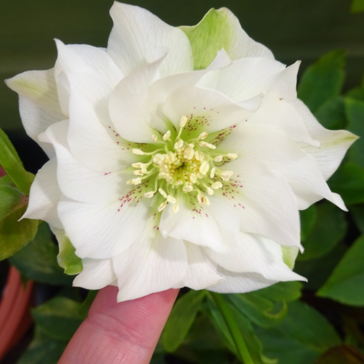 plant image 1225432 plant image 1225432