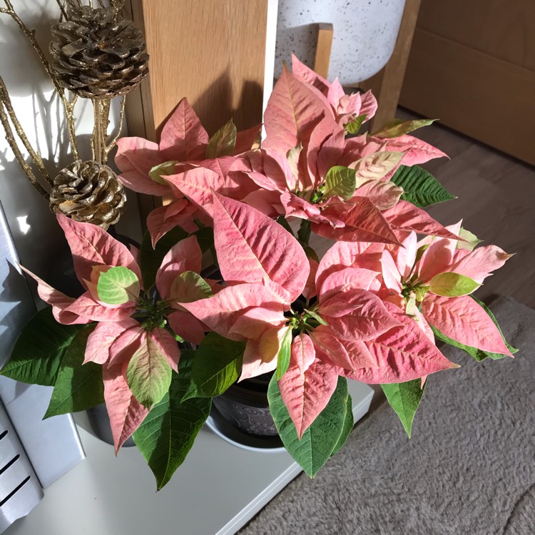 plant image 1226250